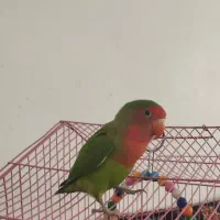 طوطی برزیلی|پرنده|سنندج, |دیوار