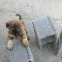 واگذاری ی جفت شا توله سگ قدریجونی نر وحش|سگ|مرودشت, نقش رستم|دیوار