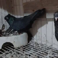 کفتر یجفت سیاه اصیل آبادانی|پرنده|بندر ماهشهر, |دیوار