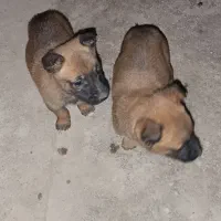 سگ مالینویز اصل|سگ|زاهدان, |دیوار