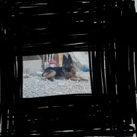 ژرمن شپرد نر|سگ|شراء, |دیوار