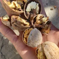 گردو تازه امسال|خوردنی و آشامیدنی|شاهین دژ, |دیوار