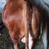 گوساله نر جنس درجه 1لیموزین اصل