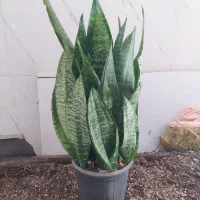 گل و گیاه سانسوریا ابلق|گل و گیاه طبیعی|اهواز, سیصد دستگاه|دیوار