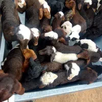 بره شیری بزغاله شیری