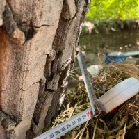 چوب گردو قدمت بالا|صنایع دستی و سایر لوازم تزئینی|شیراز, ارم|دیوار