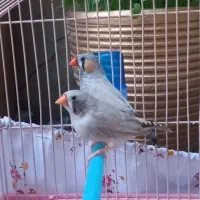 ۴ عدد فنچ کینگ خارجی