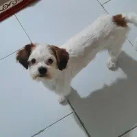 سگ شیتزو|سگ|تهران, مولوی|دیوار