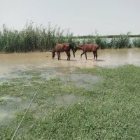 اسب فروش