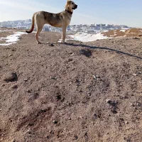 پژدر|سگ|پردیس, سیاه سنگ|دیوار