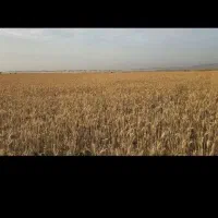 فروش جو محلی