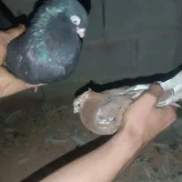 2000000|پرنده|ایذه, |دیوار