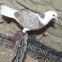 یکجفت کبوتر