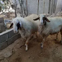 قوچ|حیوانات مزرعه|قلعه شاهین, |دیوار