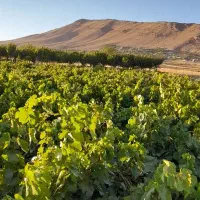 باغ انگور و میوه