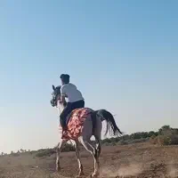 سن سه‌ساله نیم