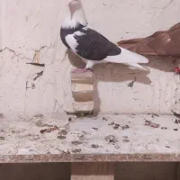 کبوتر|پرنده|فشاپویه, |دیوار