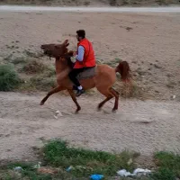 سلام اسب ماده به فروش می‌رسد|اسب و تجهیزات اسب‌سواری|انزل, |دیوار