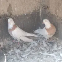 کفتر کبوتر طوقی