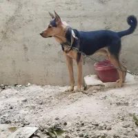 سگ فروشی|سگ|شیراز, بید زرد|دیوار