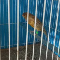 قناری شتری سرخ نرو ماده|پرنده|قوچان, |دیوار