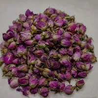 گل محمدی   غنچه خوش بو وعطری|گل و گیاه طبیعی|سقز, |دیوار