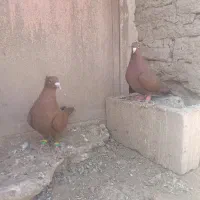 کبوتر کرمانی