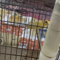 یک عدد قناری نر|پرنده|پارسآباد, |دیوار