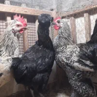 ۲مرغ و ۱خروس زینتی