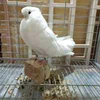 فروش یک جفت فنچی|پرنده|اردکان, |دیوار