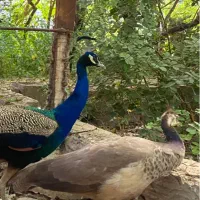 فروش طاووس هندی ۲ساله .پر طاووس|پرنده|یزد, |دیوار