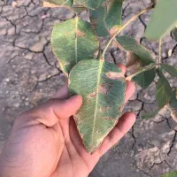 مشاوره تضمینی زمین های پسته و کود دهی