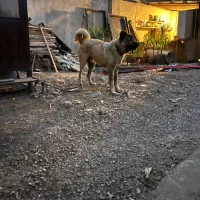 سگ سرابی