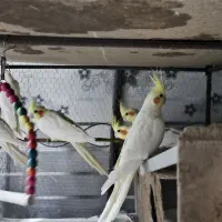 عروس هلندی|پرنده|زهک, |دیوار