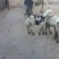 قوچ‌هرکول  پلنگی ۲سالنیم|حیوانات مزرعه|دینور, |دیوار