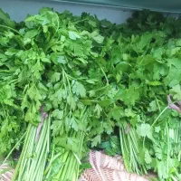 سبزی محلی برای قورمه وکوکویی موجود|خوردنی و آشامیدنی|رشت, حومه رشت|دیوار