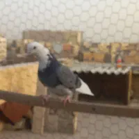 نر وماده سالم همه پرشین یکجفت سرور ویکماده زدی|پرنده|تهران, بازار|دیوار