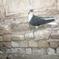 خوشرنگ سیاه نر