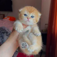 مجموعه گربههای فسقلی ( کانال میوهاپ )|گربه|خرمآباد, |دیوار