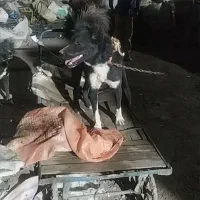 سگ قدر جانی هم برای گله جون میده هم برای نگهبانی