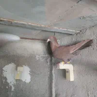 کفتر کبوتر سرخ قره سرخ بی نظیر|پرنده|شیراز, دشت چنار|دیوار