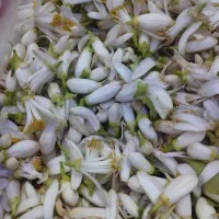 فروش بهار نارنج تازه