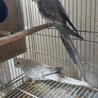 عروس بالغ وایت وایزابلا جوجه  نرم خور وسرلاکی