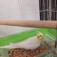 عروس هلندی ماده