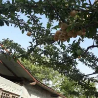 باغ-ویلا-جوقین