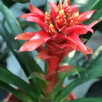 گیاه آپارتمانی|گل و گیاه طبیعی|تهران, آبشار تهران (دریاچه)|دیوار