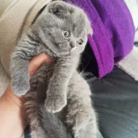 بریتیش واسکاتیش گلد وبلو|گربه|شیراز, معالیآباد|دیوار