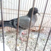 جوجه پلاکی