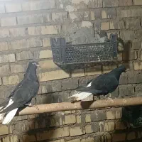 کبوتر دم سفید جوجه هیچ پر|پرنده|حمیدیه, |دیوار