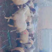 فروش میش وبره درجه یک